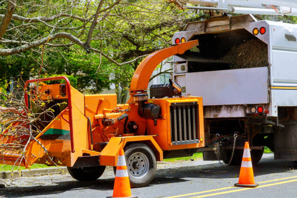 Professional Tree Care Services in Cottage Grove, MN