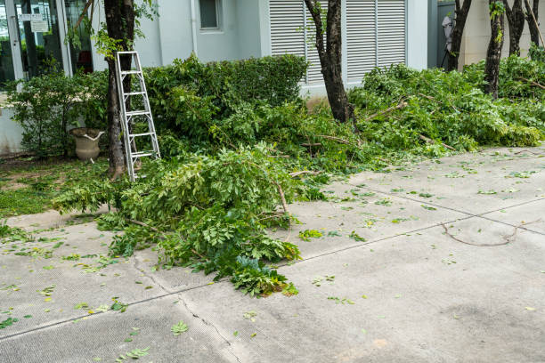 How Our Tree Care Process Works  in  Cottage Grove, MN